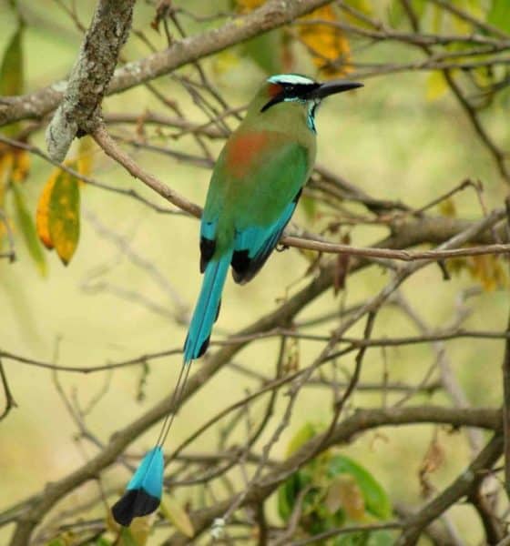 aves del mayab
