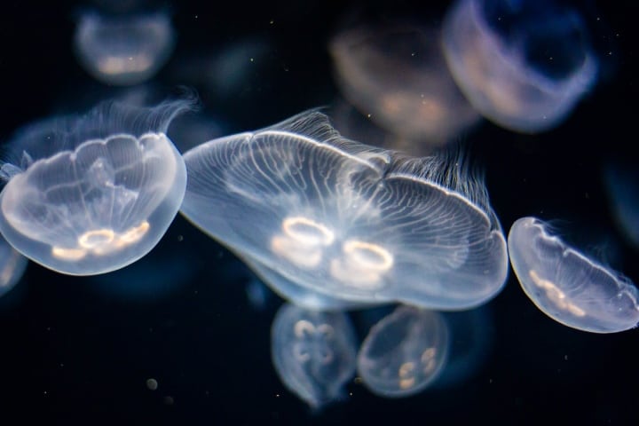 Nadar con medusas en Palaos