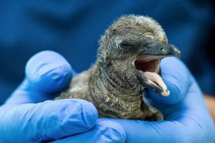 El primer-respiro-del-pingüino-de-Humboldt-Foto-Zona-Centro-Noticias-2