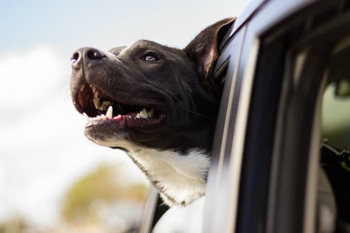 Taxi Pet es la mejor opción de viaje para tu mascota Imagen de Free-Photos en Pixabay 