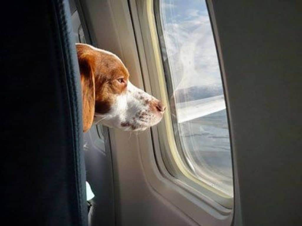como-viajar-en-avion-con-una-mascota