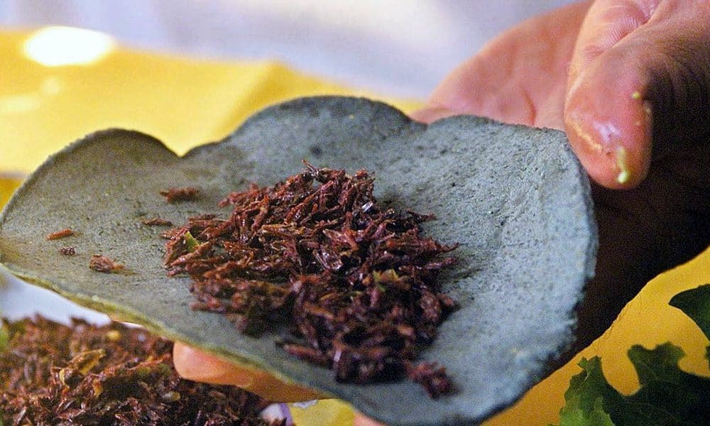 Insectos comestibles de México