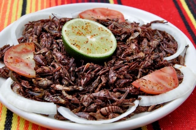 chapulines comestibles
