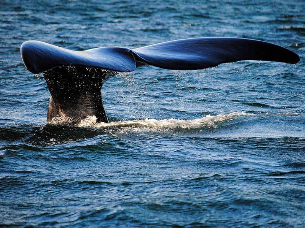 temporada-de-ballenas-argentina