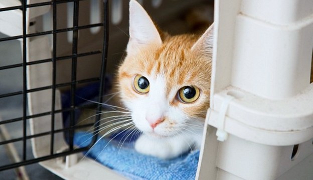 Portrait of cat in pet carrier