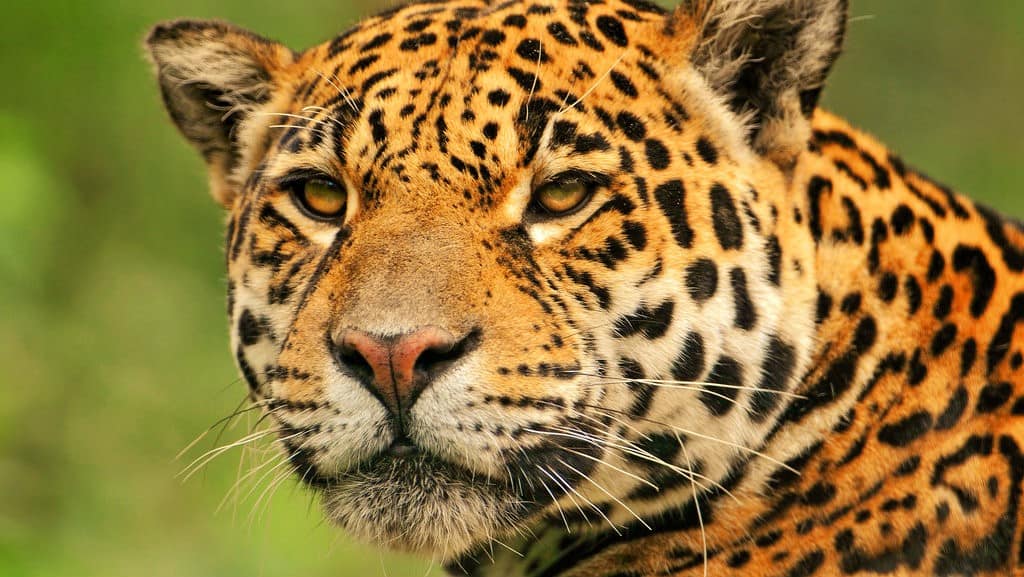 meseta cacaxtla jaguar