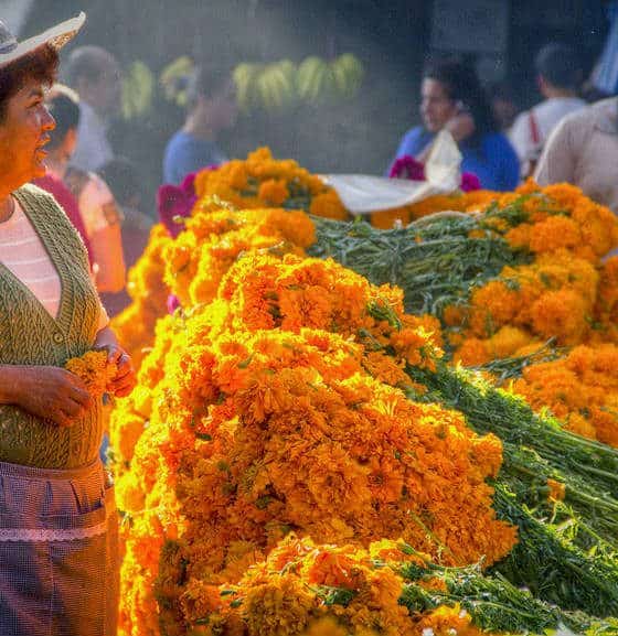 Mercado Jamaica Carlos Adampol Galindo