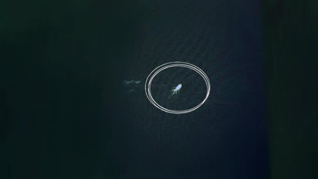nessie