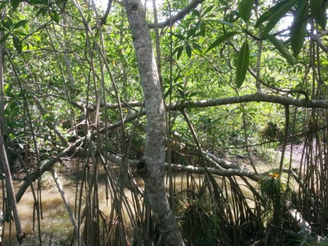 pantanos centla manglar botonsillo