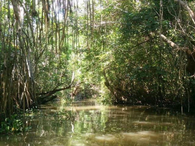 pantanos centla manglar rojo