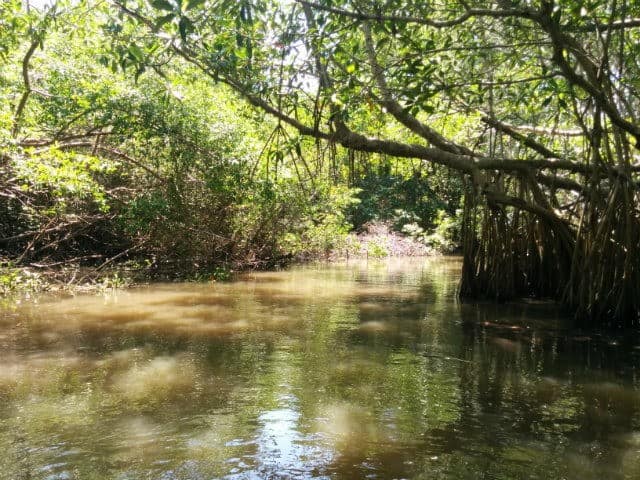 8 Razones Para Visitar Los Pantanos De Centla En Tabasco 8664