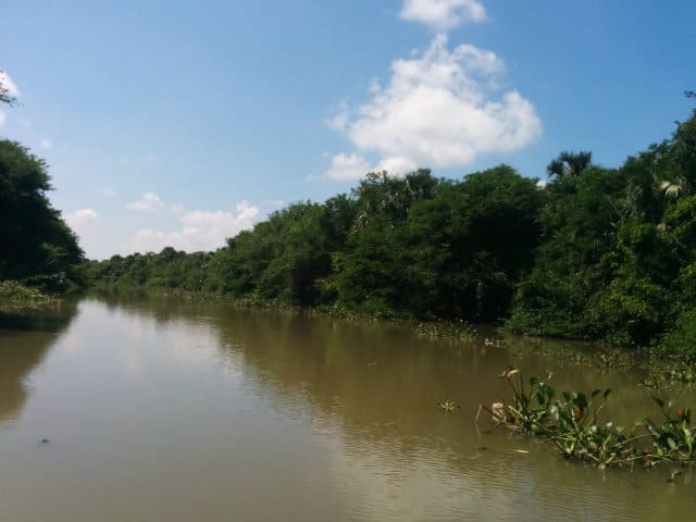 pantanos centla rio usumacinta