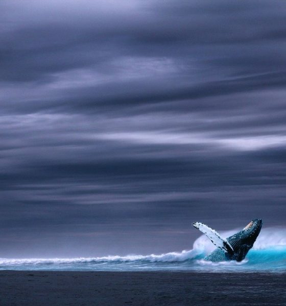 Bucear con ballenas. Foto: Three-shots