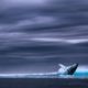 Bucear con ballenas. Foto: Three-shots