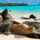 Portada.Leones marinos en los Galápagos.Foto.Tatiana Frolova