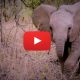 sudafrica elefante