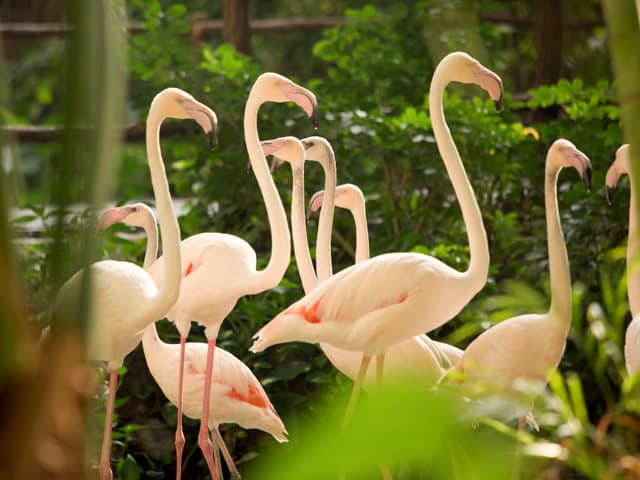 flamingos tropical islands alemania