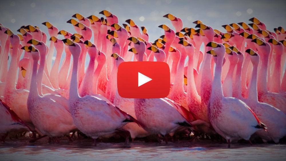 ritual de danza flamingos ok
