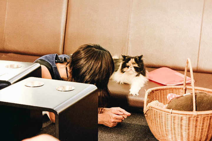 La-experiencia-más-tierna-en-las-Cafeterías-de-gatos-en-Japón.-Foto:-Bucket-List-Journey-3