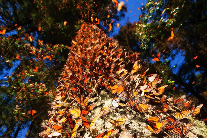 temporada mariposa monarca Michoacán