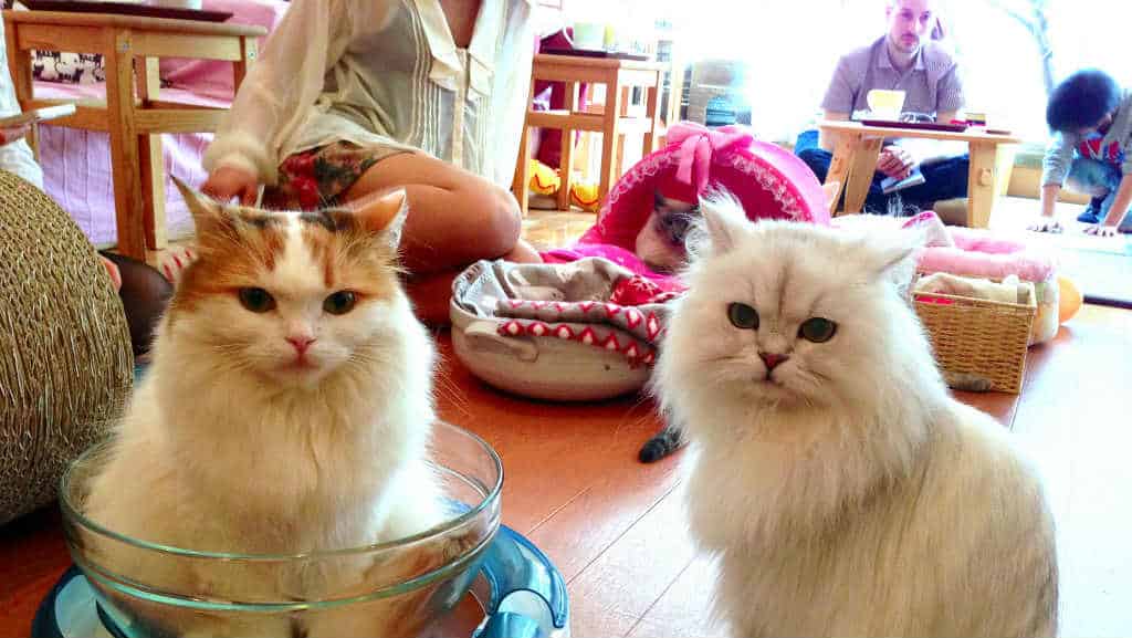 cat cofe japan
