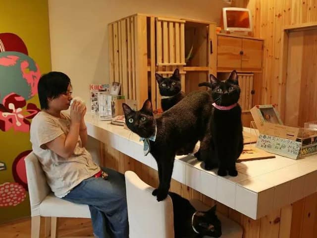 cat house tokio