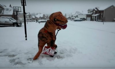 Video: Dinosaurio retira nieve de su casa Foto: Archivo