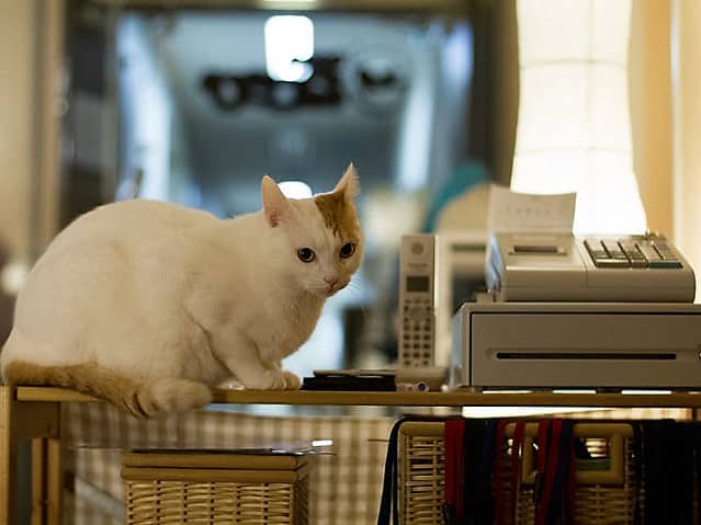 gato cat cafe tokio