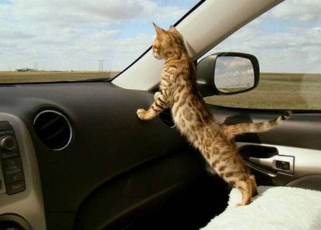 gato viaje auto 01