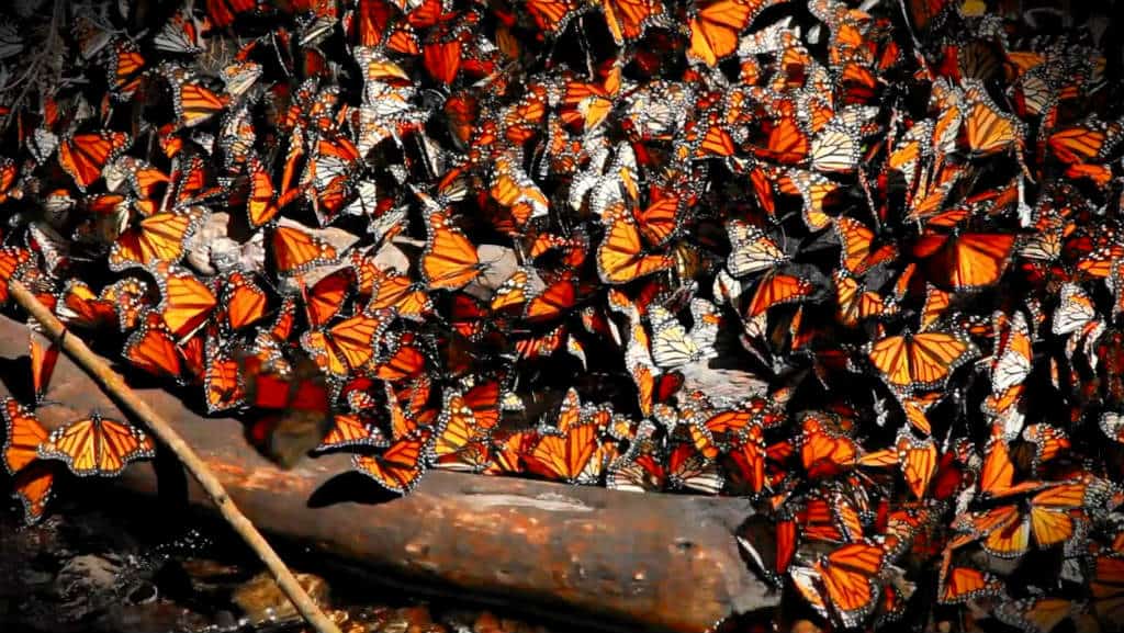 mariposa monarca temporada