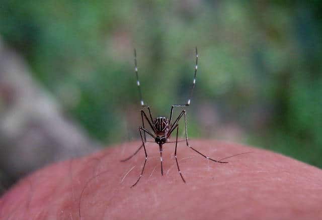 dengue mosquito 02