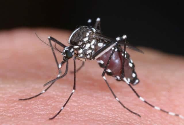 dengue mosquito 03
