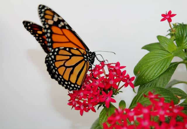 mariposario chapultepec monarca