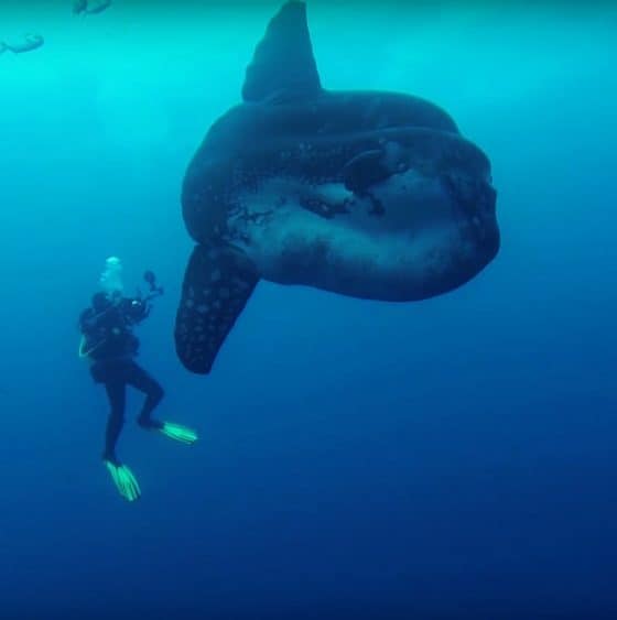 mola mola pez luna