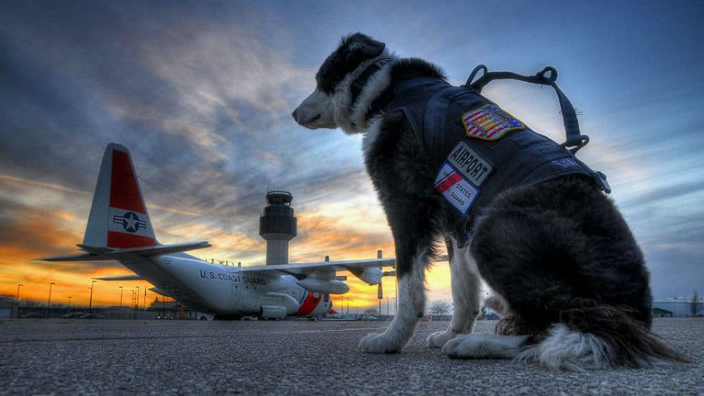 piper aeropuerto k-9