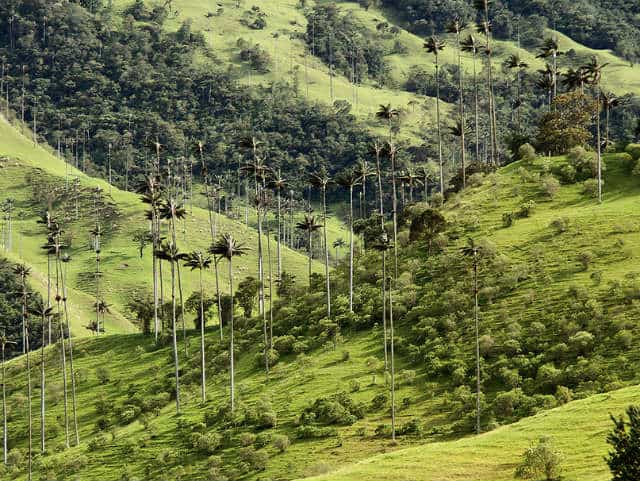 valle del cocora bosque de plameras
