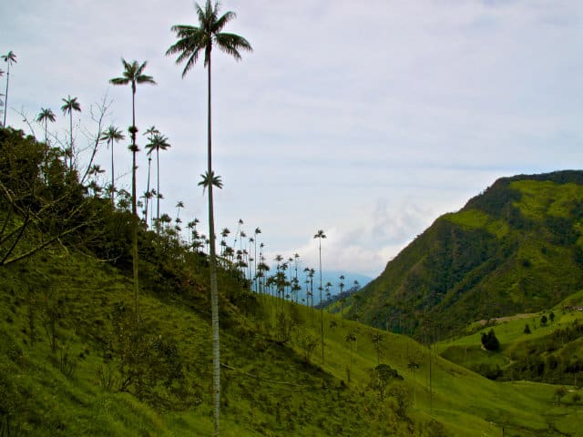 valle del cocora paisaje