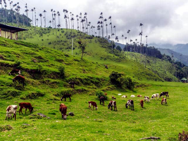 valle del cocora vacas