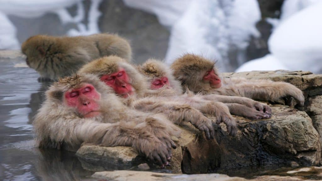 Monos-japoneses-se-relajan-Foto-Efetur-1