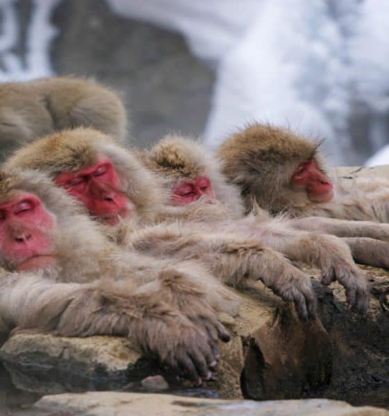 Monos-japoneses-se-relajan-Foto-Efetur-1