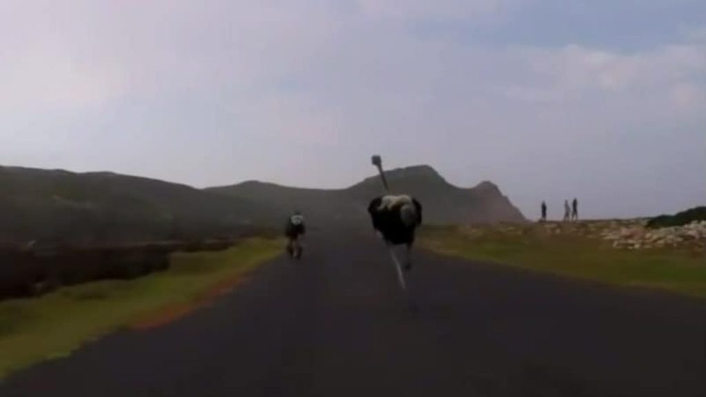 Ciclista perseguido por una avestruz. Foto: Archivo