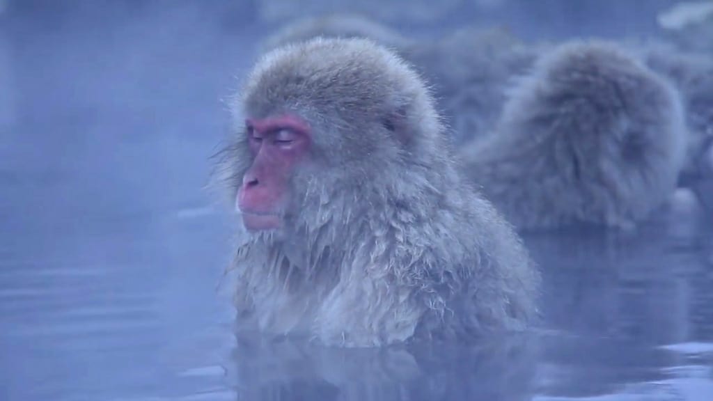 meditacion zen macacos japoneses