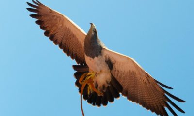 Águila en Dubái