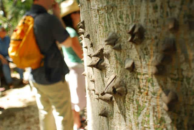 Jardin Etnobotanico Foto Omar ceiba