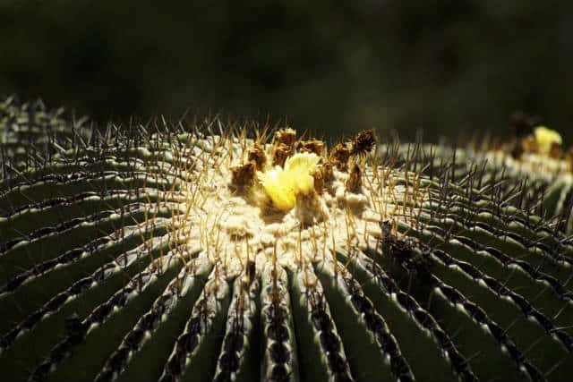 Jardin Etnobotanico foto T Carrigan