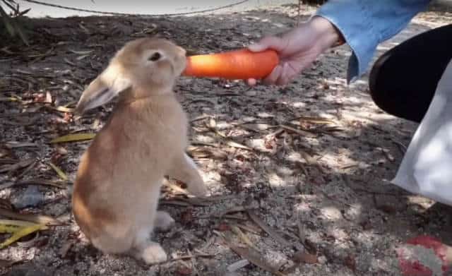isla conejo zanahoria