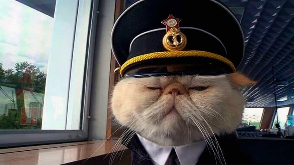 Portada.Gato capitán de un barco.Foto.Mott