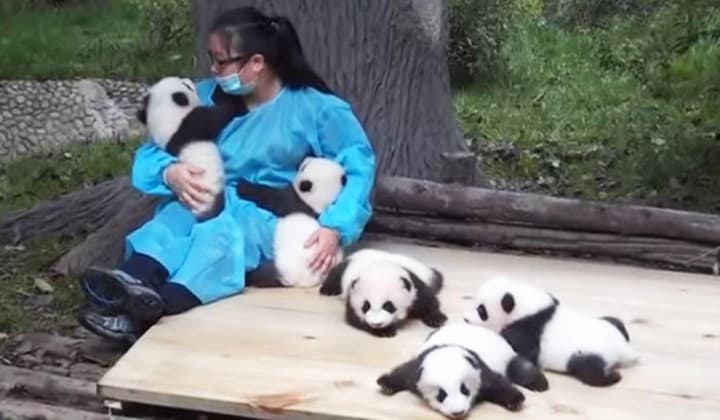 Video de pandas molestando a su cuidadora