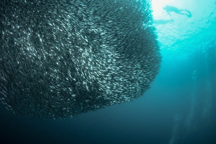 Nadando con sardinas. Foto: guidetothephilippines.ph