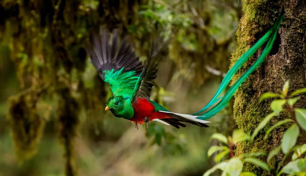 Descubriendo la belleza del Quetzal